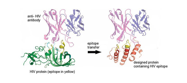 protein in vaccine protein in vaccine