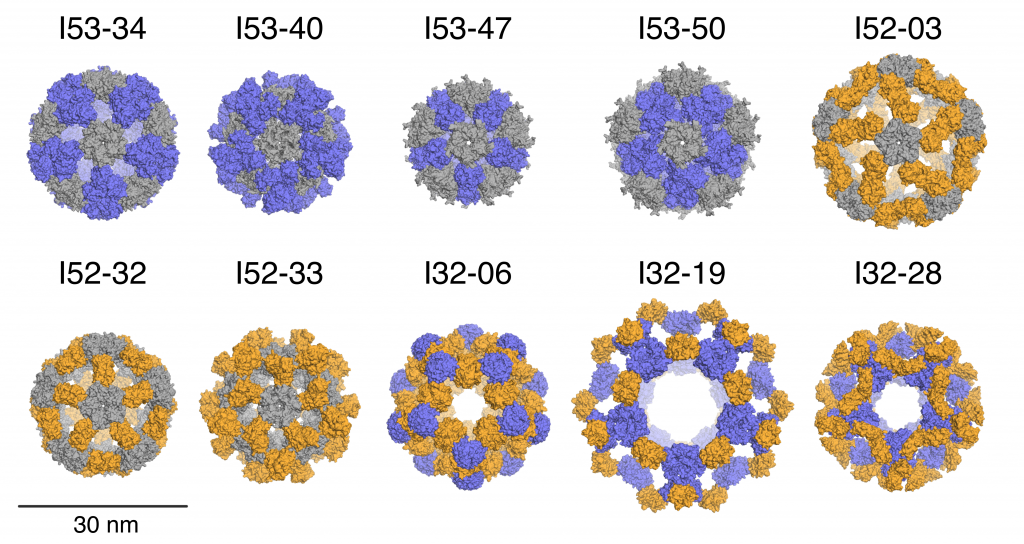 protein design