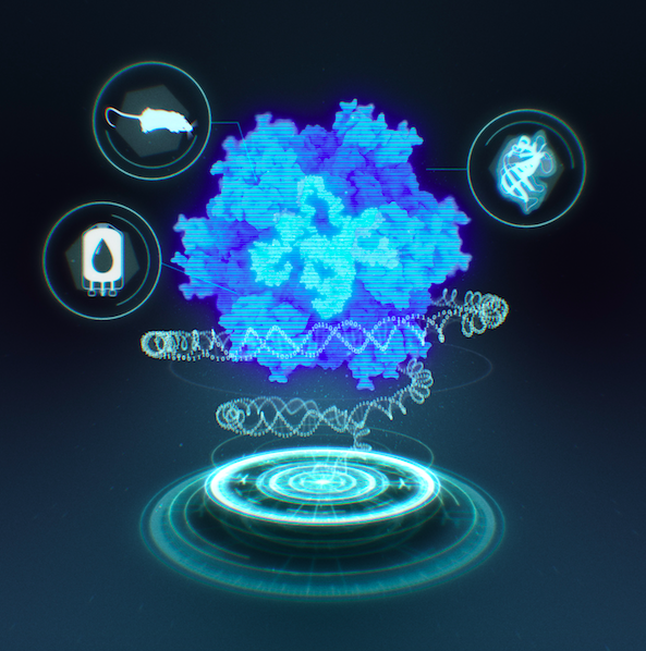 Computationally Designed Synthetic Nucleocapsid