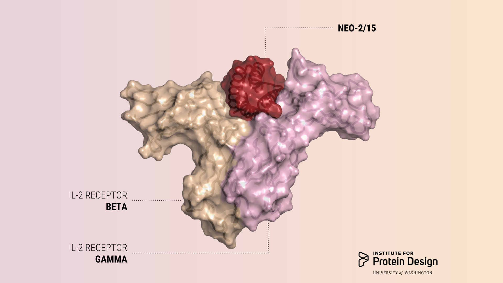 Potent anti-cancer proteins with fewer side effects