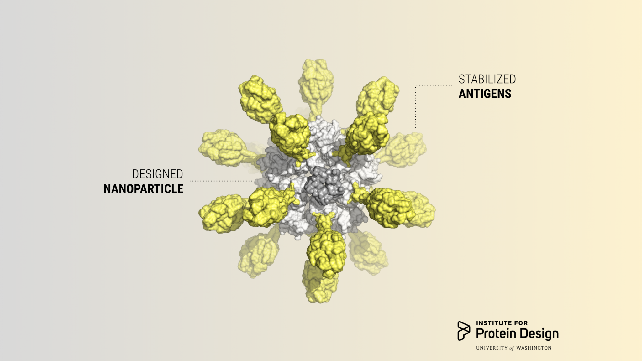 Designing a stable and potent RSV vaccine candidate