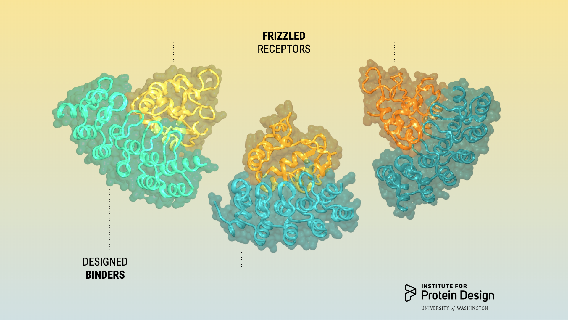 Receptor sub-type binders