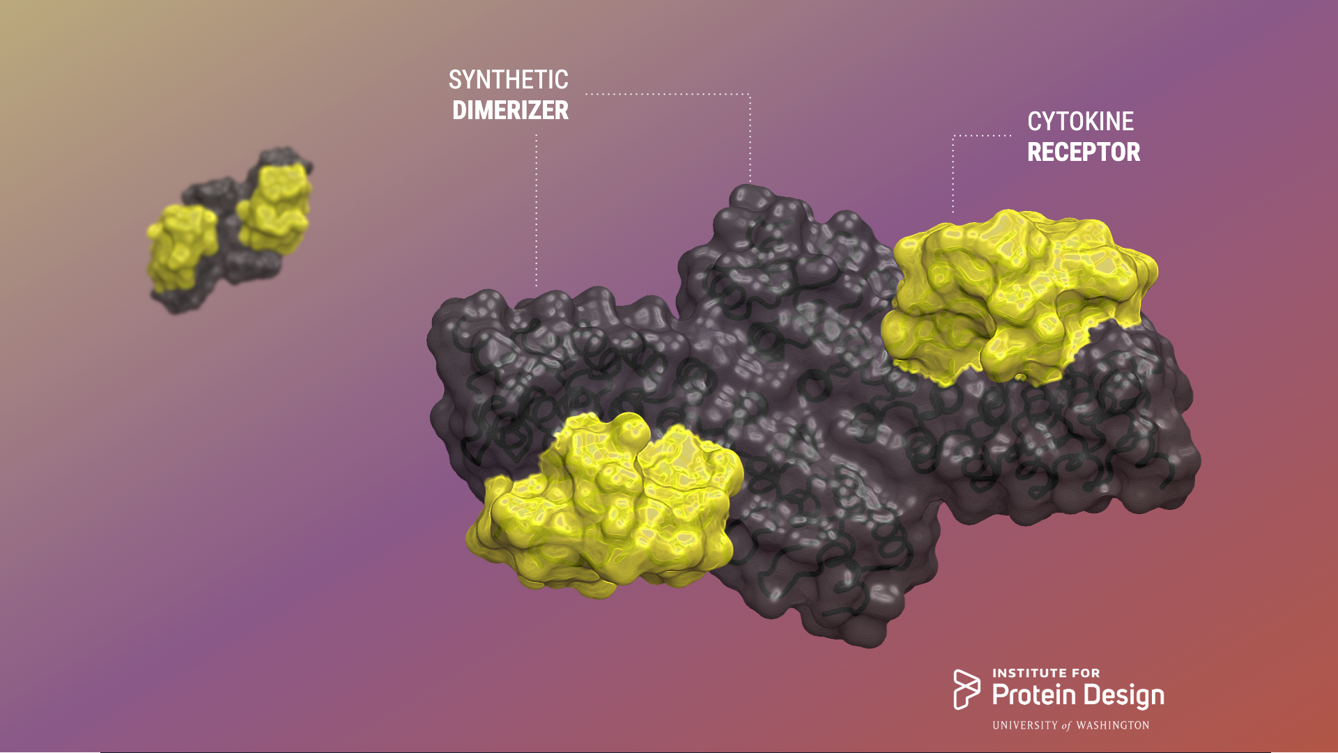 Designed ligands tune cytokine signaling