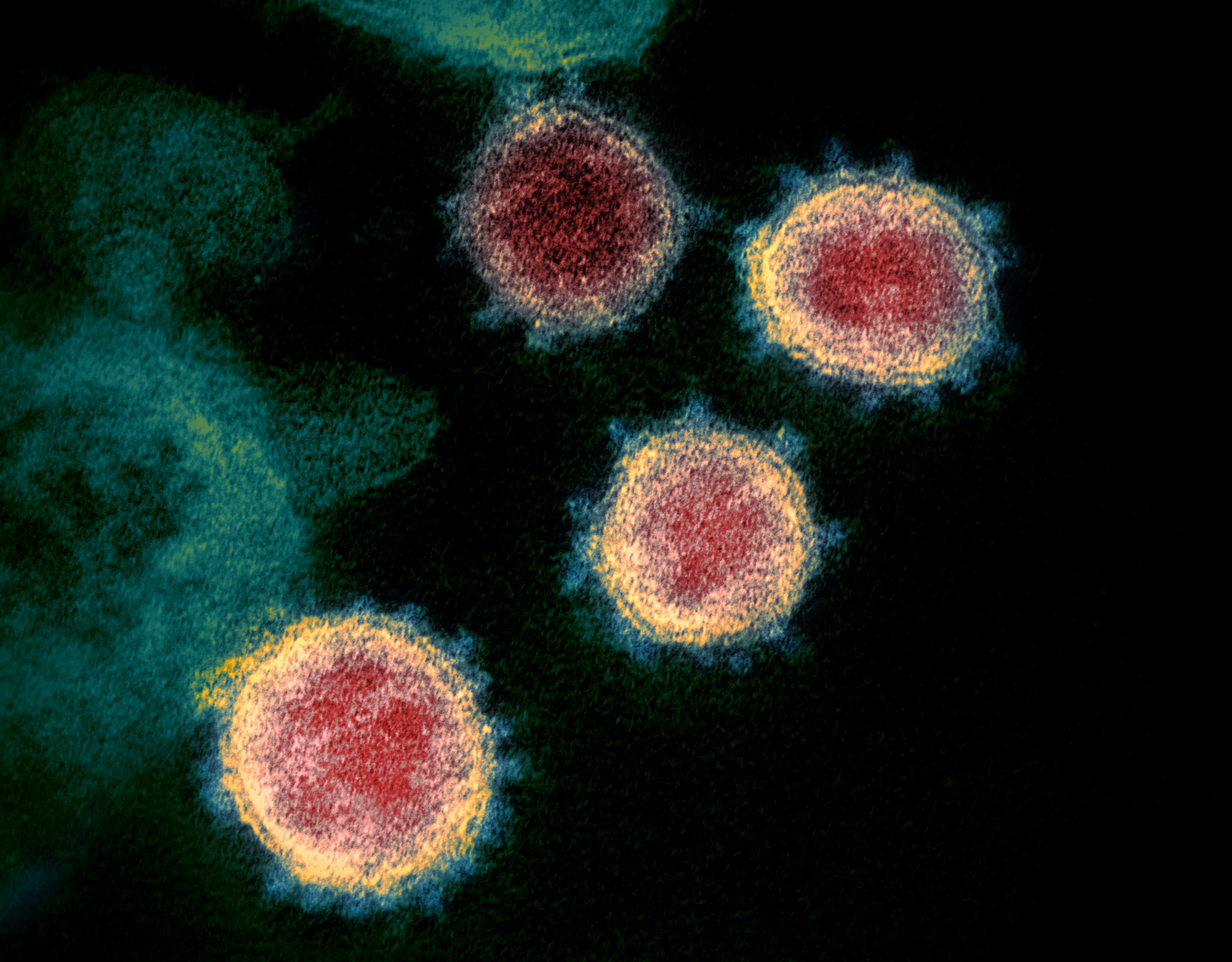 Rosetta’s role in fighting coronavirus