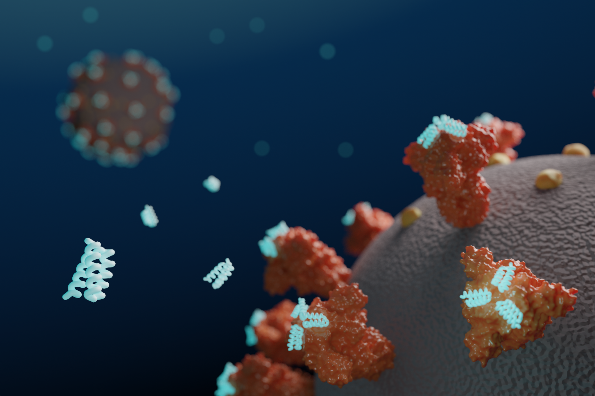 Antiviral proteins block coronavirus infection in the lab