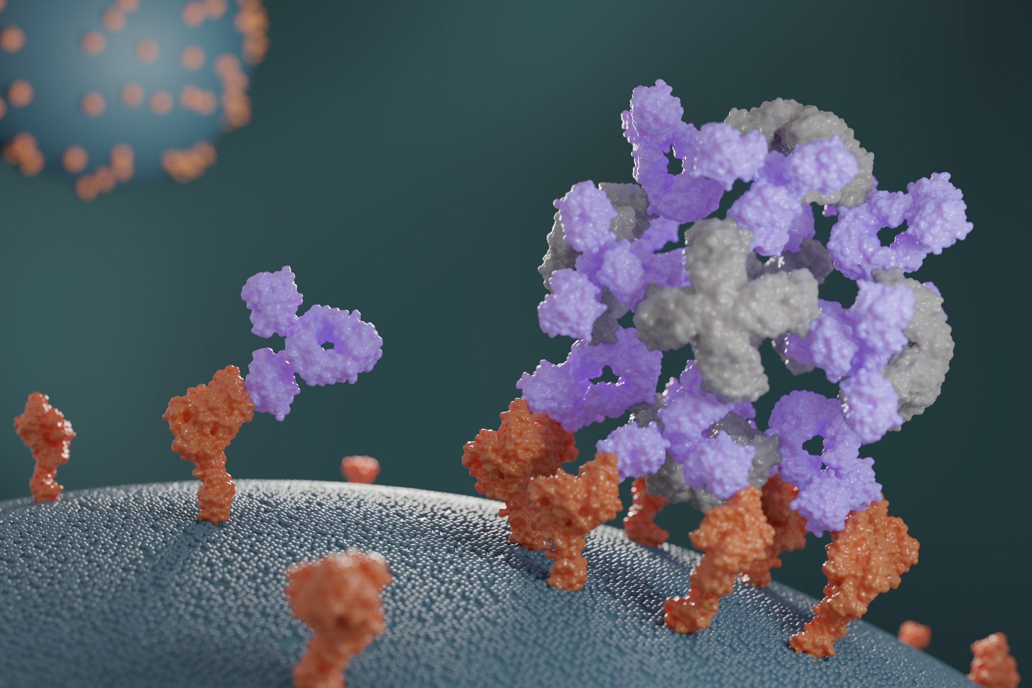 Companion proteins enhance antibody potency