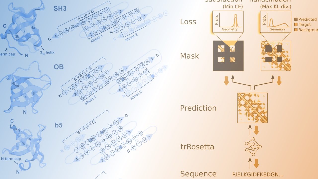 De novo design of small beta barrel proteins – Institute for Protein Design